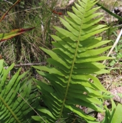 Blechnum nudum (Fishbone Water Fern) at Harolds Cross, NSW - 18 Nov 2023 by MatthewFrawley