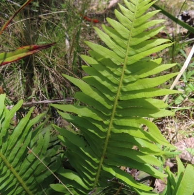 Blechnum nudum (Fishbone Water Fern) at QPRC LGA - 18 Nov 2023 by MatthewFrawley