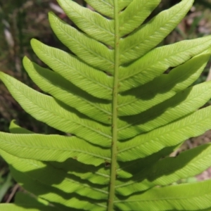 Blechnum nudum at QPRC LGA - 18 Nov 2023 12:47 PM