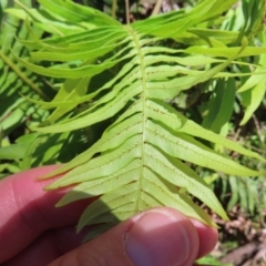 Blechnum nudum at QPRC LGA - 18 Nov 2023 12:47 PM