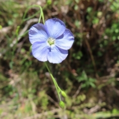 Linum marginale (Native Flax) at QPRC LGA - 18 Nov 2023 by MatthewFrawley