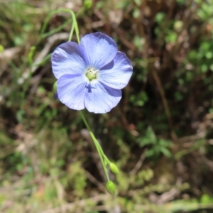 Linum marginale at QPRC LGA - 18 Nov 2023 12:50 PM