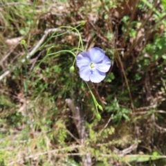 Linum marginale at QPRC LGA - 18 Nov 2023 12:50 PM