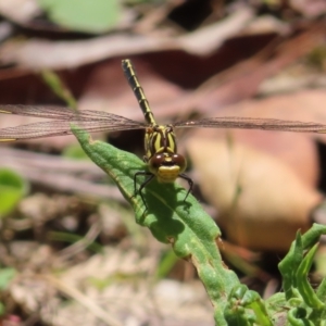 Austrogomphus guerini at QPRC LGA - 18 Nov 2023 12:55 PM