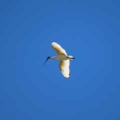 Threskiornis molucca (Australian White Ibis) at Bendoura, NSW - 18 Nov 2023 by MatthewFrawley