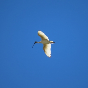 Threskiornis molucca at QPRC LGA - 18 Nov 2023 01:30 PM