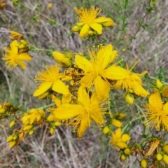 Hypericum perforatum (St John's Wort) at Barton, ACT - 21 Nov 2023 by Steve818