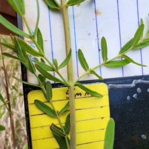 Hypericum perforatum at Saint Marks Grassland - Barton ACT - 21 Nov 2023 12:19 PM