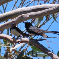 Rhipidura leucophrys (Willie Wagtail) at QPRC LGA - 18 Nov 2023 by MatthewFrawley