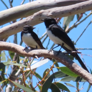 Rhipidura leucophrys at Bendoura, NSW - 18 Nov 2023 01:40 PM