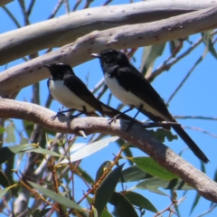 Rhipidura leucophrys at Bendoura, NSW - 18 Nov 2023 01:40 PM