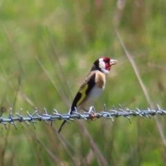 Carduelis carduelis (European Goldfinch) at QPRC LGA - 18 Nov 2023 by MatthewFrawley