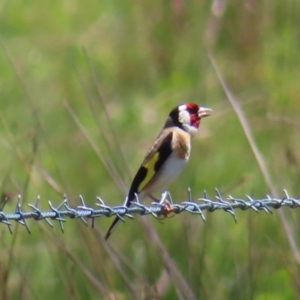 Carduelis carduelis at QPRC LGA - 18 Nov 2023