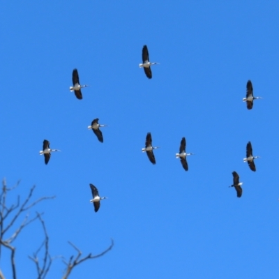 Threskiornis spinicollis (Straw-necked Ibis) at Bendoura, NSW - 18 Nov 2023 by MatthewFrawley