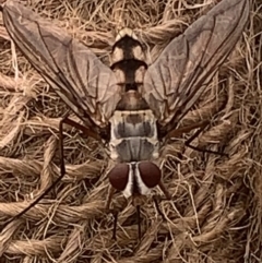 Senostoma sp. (genus) (A parasitoid tachinid fly) at Black Flat at Corrowong - 14 Nov 2023 by BlackFlat