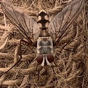 Senostoma sp. (genus) at Black Flat at Corrowong - 14 Nov 2023