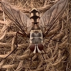 Senostoma sp. (genus) (A parasitoid tachinid fly) at Black Flat at Corrowong - 13 Nov 2023 by BlackFlat
