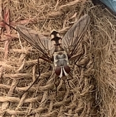 Senostoma sp. (genus) at Black Flat at Corrowong - 14 Nov 2023