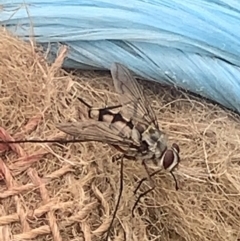 Senostoma sp. (genus) at Black Flat at Corrowong - 14 Nov 2023