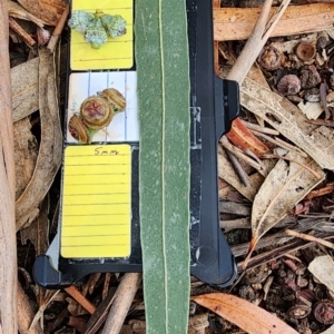 Eucalyptus globulus subsp. bicostata at Barton, ACT - 21 Nov 2023