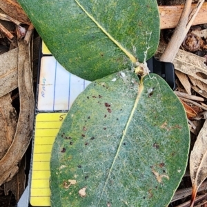 Eucalyptus globulus subsp. bicostata at Barton, ACT - 21 Nov 2023 12:12 PM