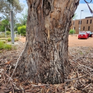 Eucalyptus globulus subsp. bicostata at Barton, ACT - 21 Nov 2023