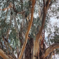 Eucalyptus globulus subsp. bicostata at Barton, ACT - 21 Nov 2023