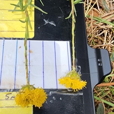 Rutidosis leptorhynchoides (Button Wrinklewort) at Saint Marks Grassland - Barton ACT - 21 Nov 2023 by Steve818