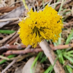 Rutidosis leptorhynchoides at Saint Marks Grassland - Barton ACT - 21 Nov 2023