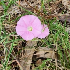 Convolvulus angustissimus subsp. angustissimus (Australian Bindweed) at Saint Mark's Grassland, Barton - 21 Nov 2023 by Steve818