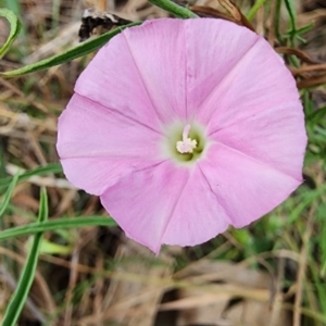 Convolvulus angustissimus subsp. angustissimus at Saint Marks Grassland - Barton ACT - 21 Nov 2023