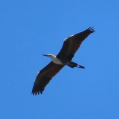 Ardea pacifica (White-necked Heron) at QPRC LGA - 18 Nov 2023 by MatthewFrawley