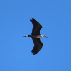 Ardea pacifica at QPRC LGA - 18 Nov 2023 01:47 PM