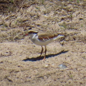 Charadrius melanops at QPRC LGA - 18 Nov 2023 01:32 PM