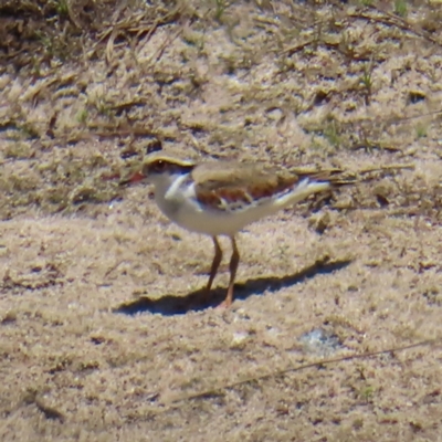 Charadrius melanops (Black-fronted Dotterel) at QPRC LGA - 18 Nov 2023 by MatthewFrawley