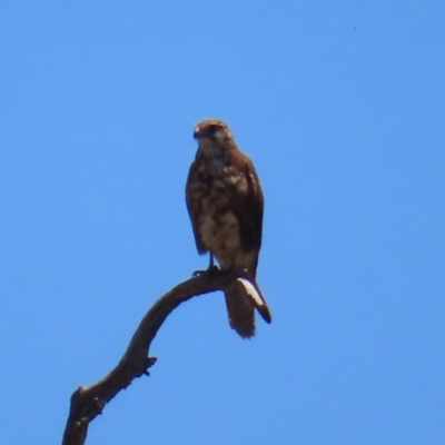 Falco berigora (Brown Falcon) at QPRC LGA - 18 Nov 2023 by MatthewFrawley