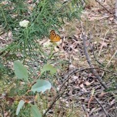 Heteronympha merope (Common Brown Butterfly) at Taylor, ACT - 20 Nov 2023 by mikekl23