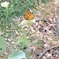 Heteronympha merope at Taylor Offset (TLR) - 21 Nov 2023