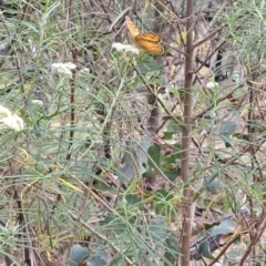 Heteronympha merope at Taylor Offset (TLR) - 21 Nov 2023 09:23 AM