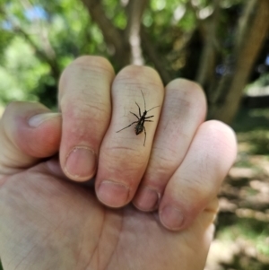 Pristhesancus plagipennis at QPRC LGA - 19 Nov 2023 11:35 AM