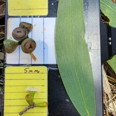 Eucalyptus pauciflora subsp. pauciflora (White Sally, Snow Gum) at Barton, ACT - 21 Nov 2023 by Steve818