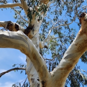 Eucalyptus pauciflora subsp. pauciflora at Barton, ACT - 21 Nov 2023