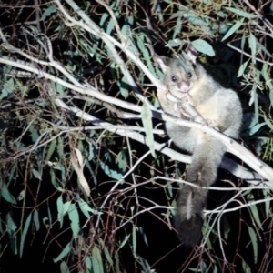 Trichosurus vulpecula at Padman/Mates Park - 17 Nov 2023 07:56 PM