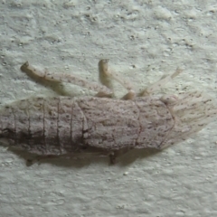 Ledromorpha planirostris (A leafhopper) at Flynn, ACT - 15 Nov 2023 by Christine