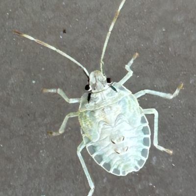 Unidentified Shield, Stink or Jewel Bug (Pentatomoidea) at Hillville, NSW - 26 Jul 2023 by Greg007