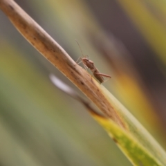 Alydidae (family) (A broad-headed bug) at Lyons, ACT - 21 Nov 2023 by ran452