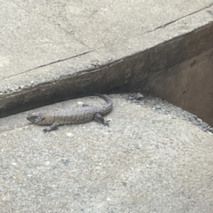 Egernia cunninghami (Cunningham's Skink) at Burra, NSW - 21 Nov 2023 by Anitra