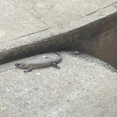 Egernia cunninghami (Cunningham's Skink) at Burra, NSW - 21 Nov 2023 by Anitra