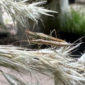 Hamedius incarnatus at Pialligo, ACT - 20 Nov 2023 11:33 AM