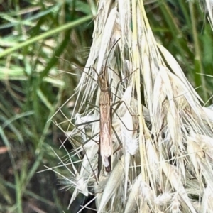 Hamedius incarnatus at Pialligo, ACT - 20 Nov 2023 11:33 AM